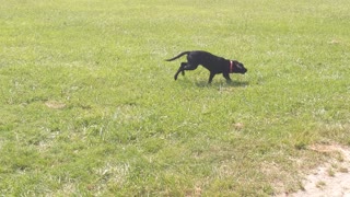 Lab puppy gets the zoomies around new border collie friend