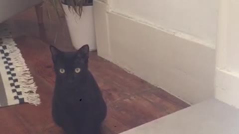 This black cat is curious about the sounds