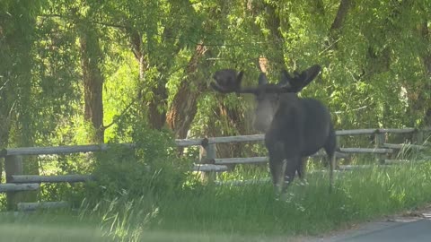 Bull Moose Walks Past Family in Vehicle