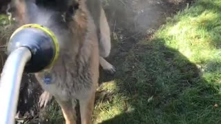 Dog trying to drink water