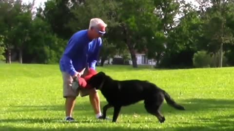 How to become dog fully aggressive simple tips