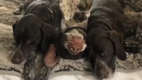 Silly dogs sleep on bed in totally awkward position