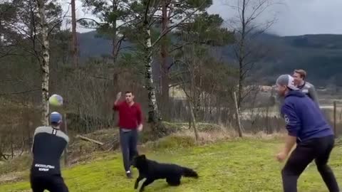 When Dog Play ball | Funny Dog