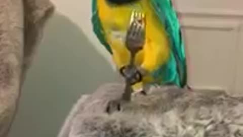 Parrot incredibly eats strawberries with a meal