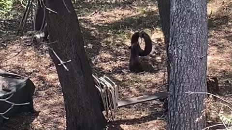 Bear Cubs Turn Backyard into Playground