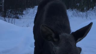 Moose Stops for a Sunset Hello