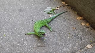 Little Lizard Corners a Cat