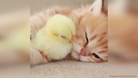 Friendship of a cat with a chicken. 4K video.