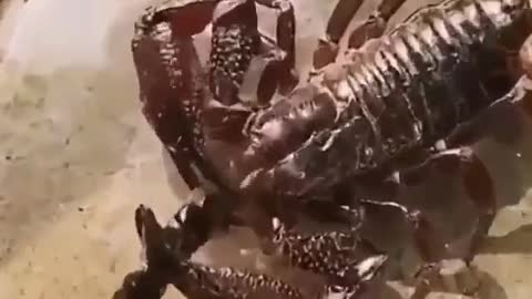 Giant scorpion, fighting brutally.