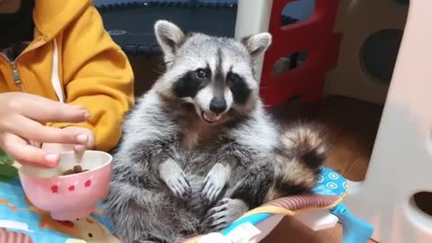 Pampered pet raccoon gets hand fed like a baby original video 2021