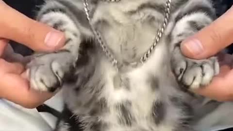 Adorable cat dances to the music stylishly