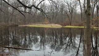 Vibrant Pond Sound: Birds, Frogs, Cicadas, Bugs