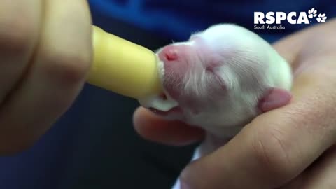 Abandoned baby pup receives life-saving first meal