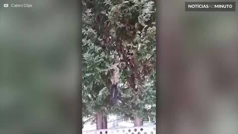Cobra pendurada em árvore captura gambá enorme