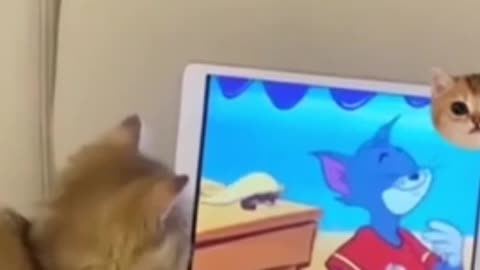 funny cat video