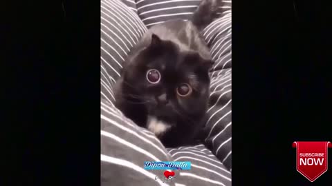 So many cute kittens videos compilation 2020 by DIPON DATTA