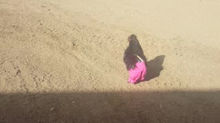 Chicken runs around wearing pink pants. Adorable!