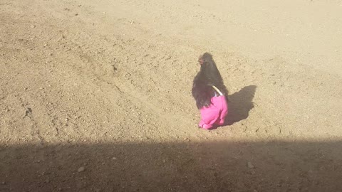 Chicken runs around wearing pink pants. Adorable!