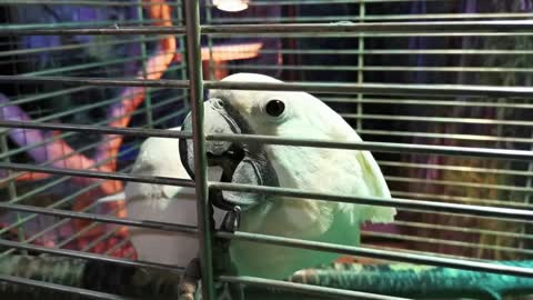 Close up white cacadu parrot portrait. Biting birdcage with a beak