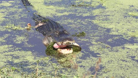 Alligator swallows a fish