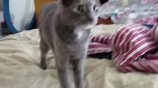 Kitty Playing Fetch