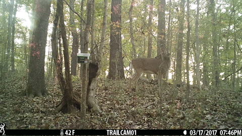 Piebald deer?