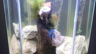 Blue Lobster! Tank #4!