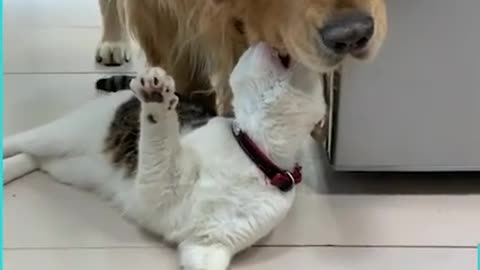 Overprotective Golden Retriever Dog Constantly Saves Cats from Trouble
