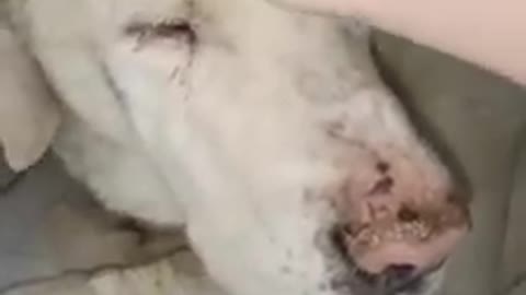 La lucha por sobrevivir de un perrito tras ser enterrado vivo en un barranco