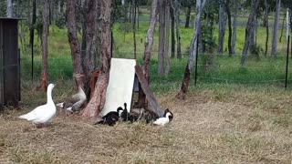 Ducklings are running around with the Geese to protect them