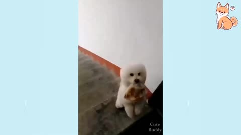 Cute little puppy Delivering 😆😆🤣