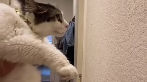 00:13 Funny (Smart) Cats Be Like | Funny Animals TikTok Videos #Shorts