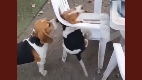 The dog wants to climb into a chair, what happens?