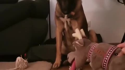 DOG GETS SO SCARED BY THE DEATH OF A FAKE DOG