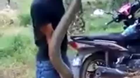 A Brave Boy Caught A Big Snake Beside The Road