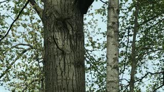 Mama Black Bear Walks with Cubs Along Road