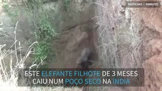 Elefante filhote resgatado de poço na Índia!