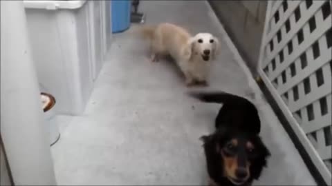 Dog Barking video -3 | Dog braking sound