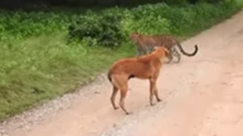 Lion Attack Humans Caught On Camera! Lion Attack 2022, Dog Vs Tiger Real Fight