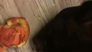 Piggy Petunia ASMR Eating