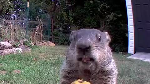 Insolent groundhog steals and eats vegetables