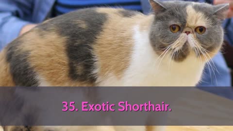 All cat breeds form A-Z with legit pictures