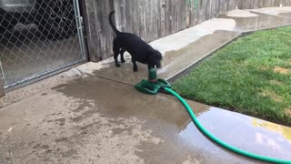 Harley guards the lawn