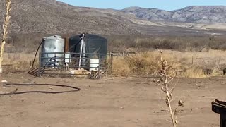 Javelinas watering