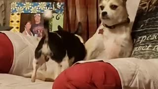 Terrier Not Fond of Chihuahua's Advances