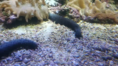 Live corals in the aquarium.