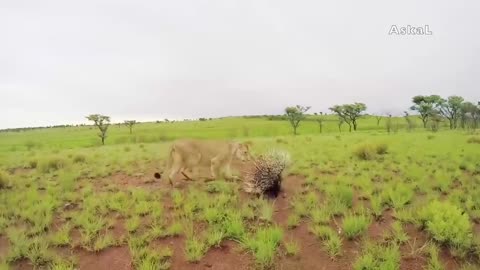 Crazy wild animals that kills a lion