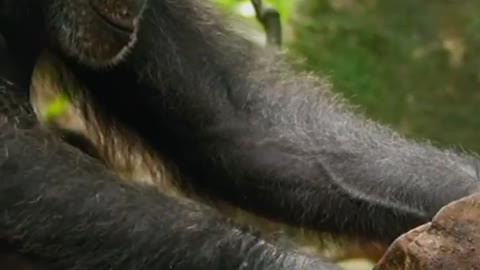 Hey, guys, guess what the chimpanzee is hitting so hard