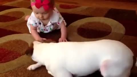 dog teaches baby crawl