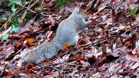 Things you need to know about GREY SQUIRRELS! Fantastic